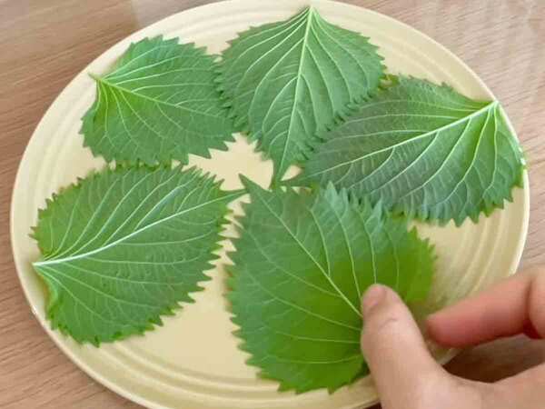 大葉を並べて、レンジでチン！　できた一品に「作らなければ」「早速やる！」