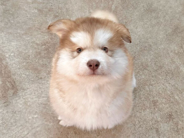 生後２か月の子犬　２年経つと…？「かわいすぎて涙出た」「神は間違いなく犬派だろ」