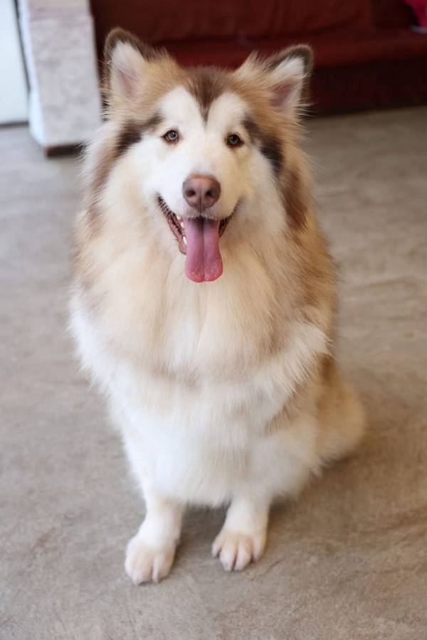 生後２か月の子犬　２年経つと…？「かわいすぎて涙出た」「神は間違いなく犬派だろ」