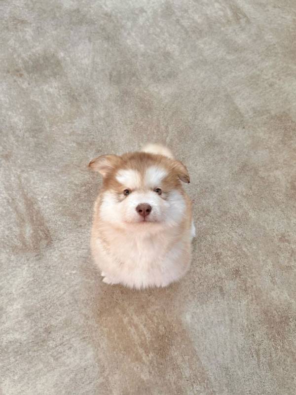 生後２か月の子犬　２年経つと…？「かわいすぎて涙出た」「神は間違いなく犬派だろ」