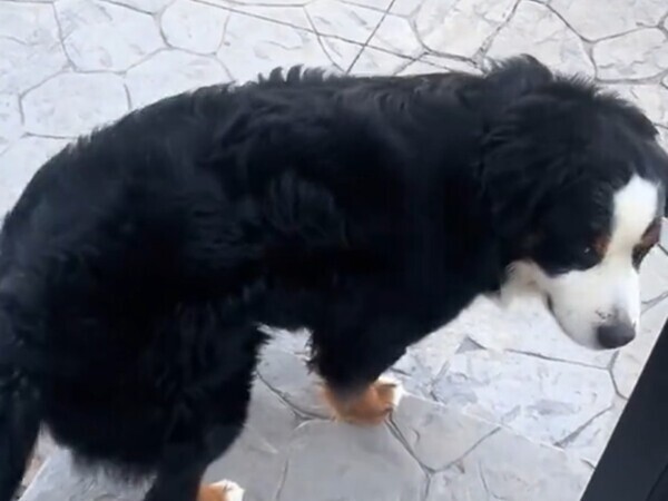 外で遊びたい犬　喜んで家から出たとたん？「面白い」「気持ちが分かる」