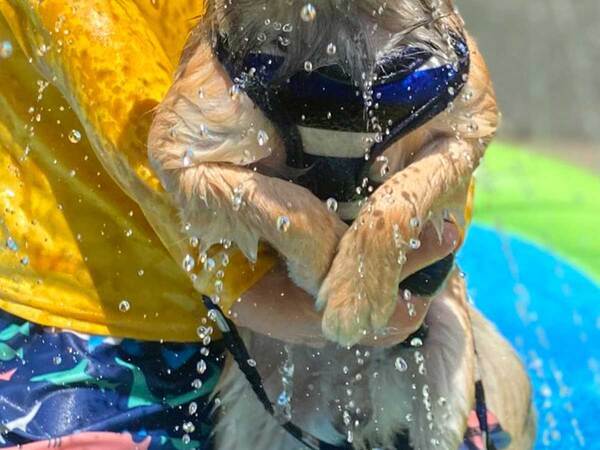 ビニールプールで遊ぶ愛犬と息子　１枚に「声が出た」「お腹が痛い」