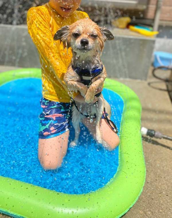 ビニールプールで遊ぶ愛犬と息子　１枚に「声が出た」「お腹が痛い」