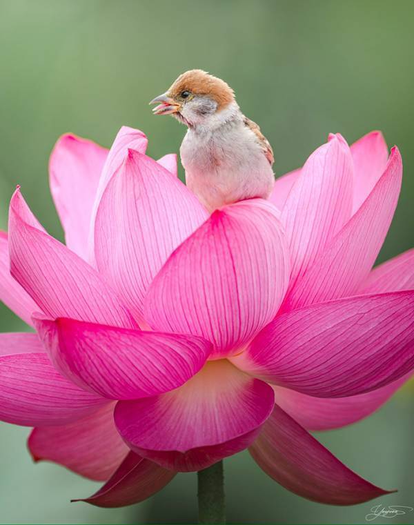 ハスの花の上にいるスズメ　口元を見ると…「魅力的」「かわいすぎて変な声が出た」