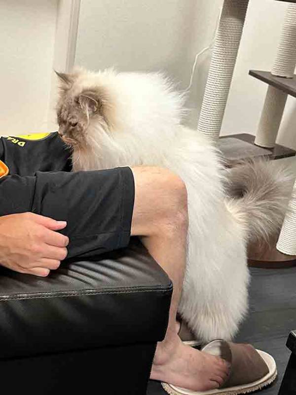 「これはジワる」「渋すぎるだろ」　飼い主に抱っこされて嬉しい猫が？