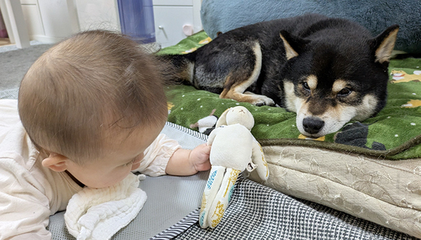 『兄』として子守をする柴犬　しかし、その後の行動が？「これは許す」「見事なオチ」