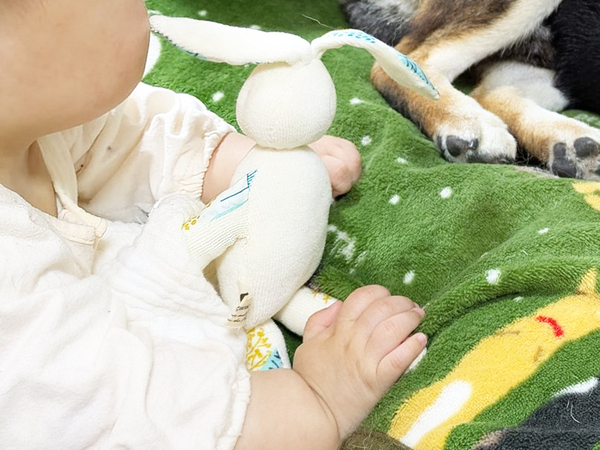 『兄』として子守をする柴犬　しかし、その後の行動が？「これは許す」「見事なオチ」