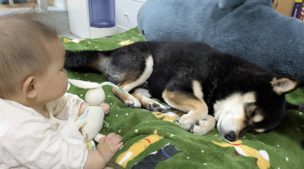 『兄』として子守をする柴犬　しかし、その後の行動が？「これは許す」「見事なオチ」