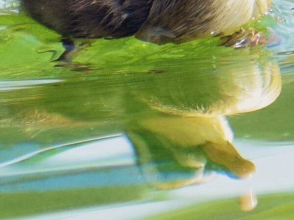 「海外アニメに出てきそう」「ドヤ顔だ」　見た目と態度が違いすぎる小鳥の正体は…