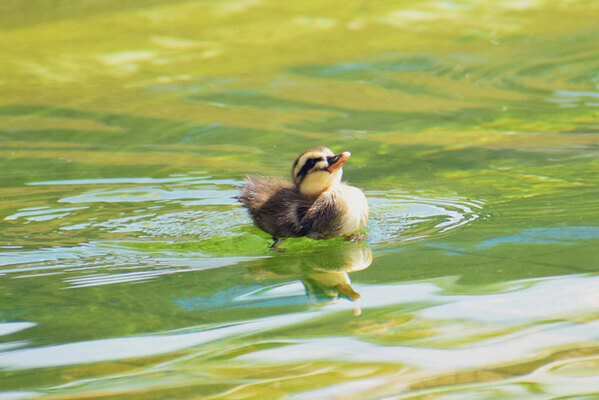 「海外アニメに出てきそう」「ドヤ顔だ」　見た目と態度が違いすぎる小鳥の正体は…