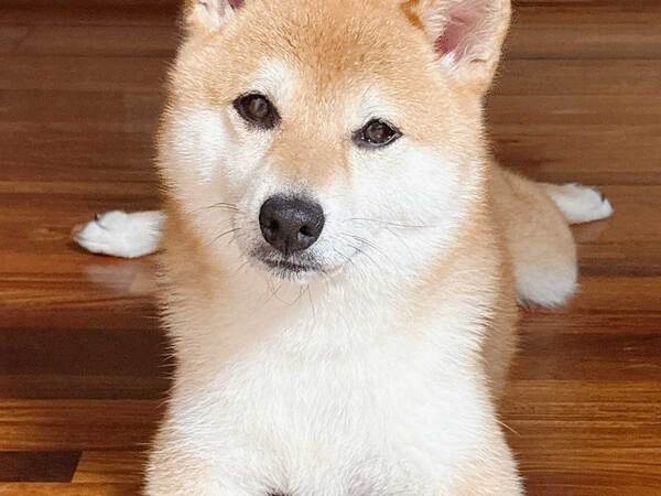 毛をカットした柴犬　前脚の形をよく見ると…？「奇跡の１枚」「こんなことあるんだ」