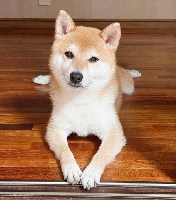 毛をカットした柴犬　前脚の形をよく見ると…？「奇跡の１枚」「こんなことあるんだ」