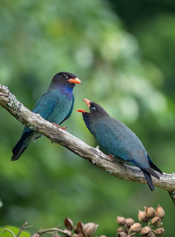 「なんで手ぶらで帰ってきたのよ」　２羽の様子に「いい表情」「目が泳いでるな～」