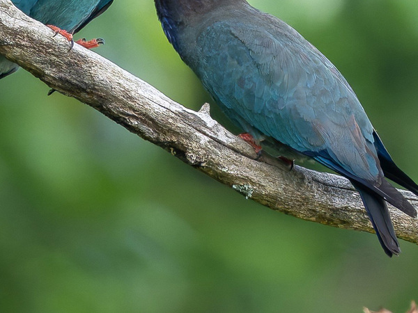 「なんで手ぶらで帰ってきたのよ」　２羽の様子に「いい表情」「目が泳いでるな～」