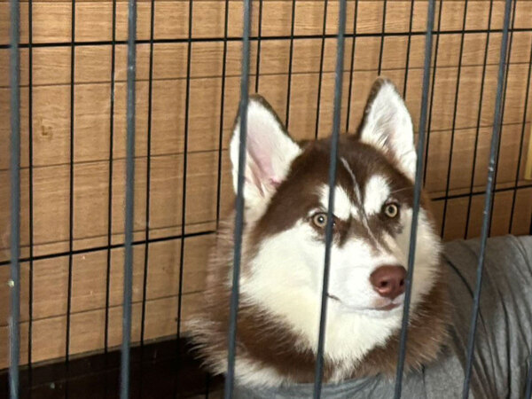 飼い主「かわいいかなって思ったのに…」　ハスキーに『グレーの洋服』を着させたら？