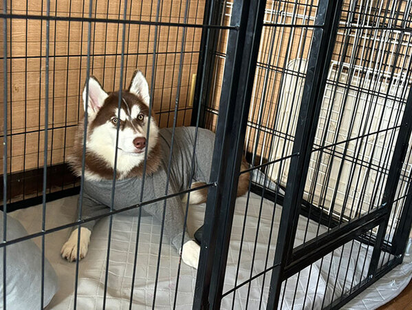 飼い主「かわいいかなって思ったのに…」　ハスキーに『グレーの洋服』を着させたら？