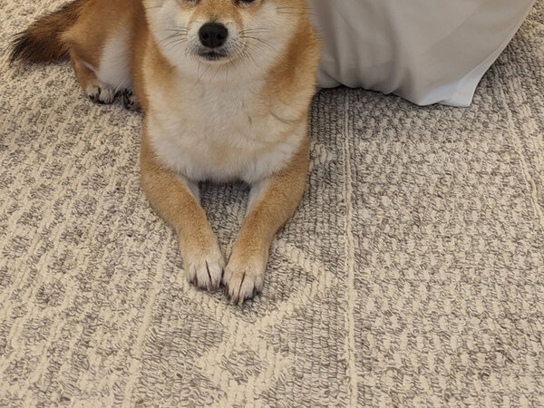 散歩に行こうとしない柴犬　横を見ると…「そういうことね」「強い意志を感じる」