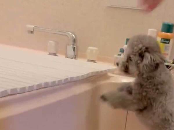 風呂を見つめるトイプードル　その後の行動に「声が出た」「元気出そう」