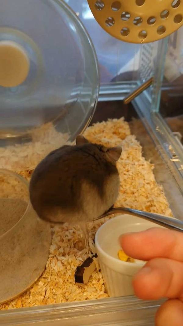 薬をもらうハムスター　座った場所が？「なんでだよ」「美味しそう」