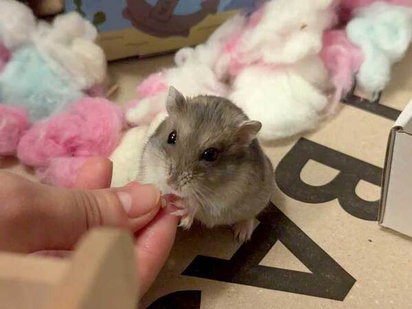 薬をもらうハムスター　座った場所が？「なんでだよ」「美味しそう」