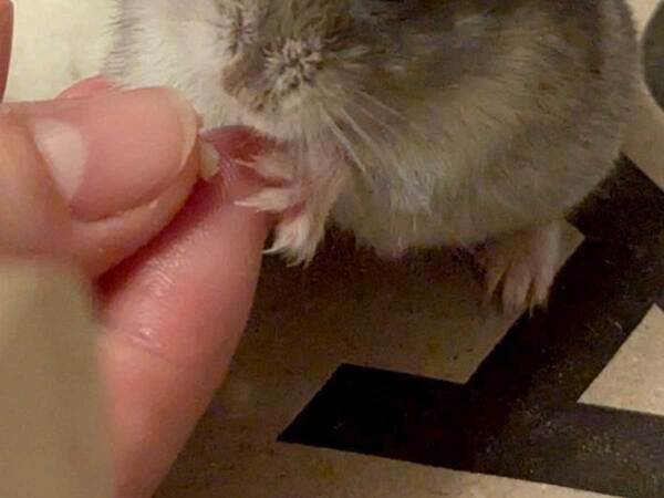 薬をもらうハムスター　座った場所が？「なんでだよ」「美味しそう」