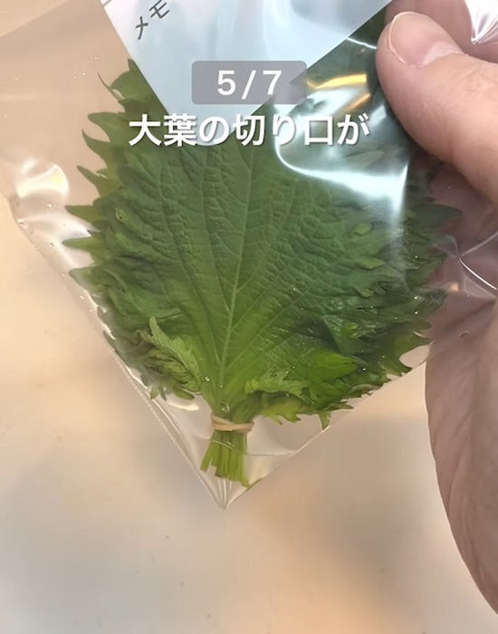 レタスがいつまでも『ピンシャキッ』　芯に塗ったのは…　「はじめて知った」