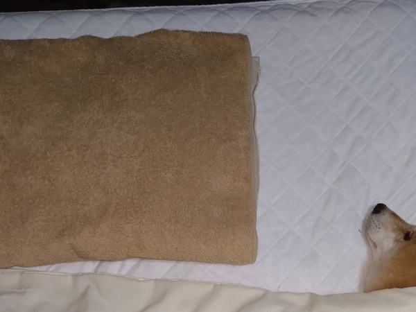 そろそろ寝ようと思ったら…　飼い主を待ち受けていた光景がこちら！