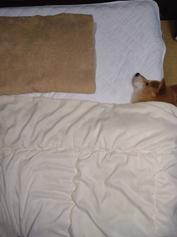 そろそろ寝ようと思ったら…　飼い主を待ち受けていた光景がこちら！