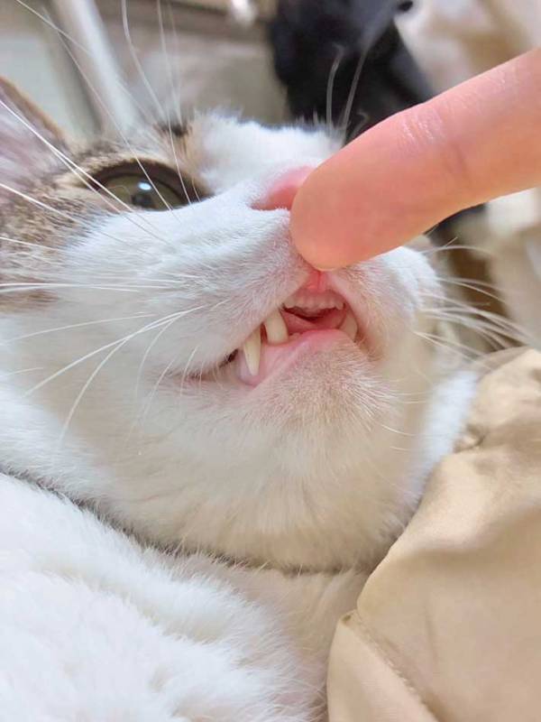 猫の口元を撮ったワケ　よく見ると…「知らなかった」「マジで最高」