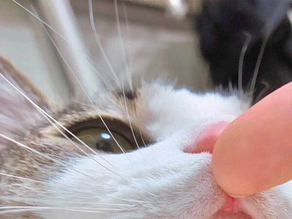 猫の口元を撮ったワケ　よく見ると…「知らなかった」「マジで最高」