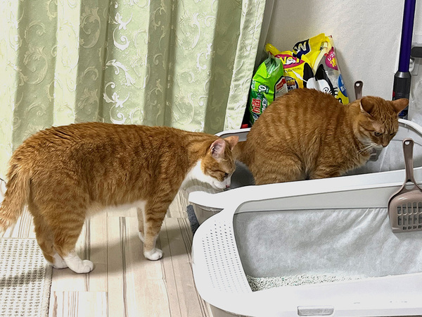 猫がじーっと凝視していたのは…　まさかの光景に「笑った」「やめてあげて～！」
