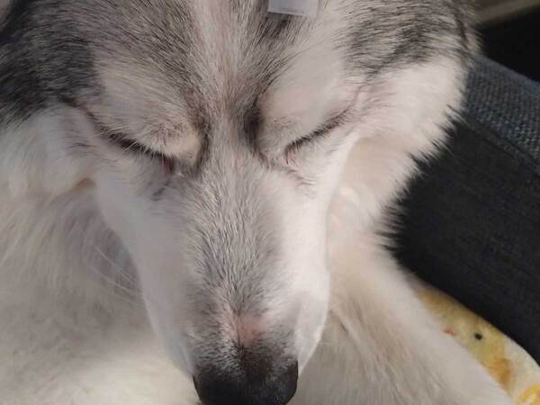 飼い主「それ、どこで付けてきたの」　愛犬の頭に付いていたのは…？