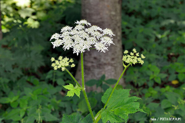 北海道「むやみに触らないで」　北海道で見つかった植物に「知らなかった」「怖すぎる」