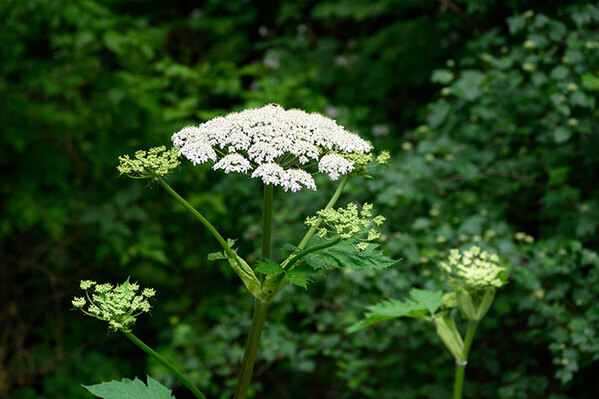 北海道「むやみに触らないで」　北海道で見つかった植物に「知らなかった」「怖すぎる」
