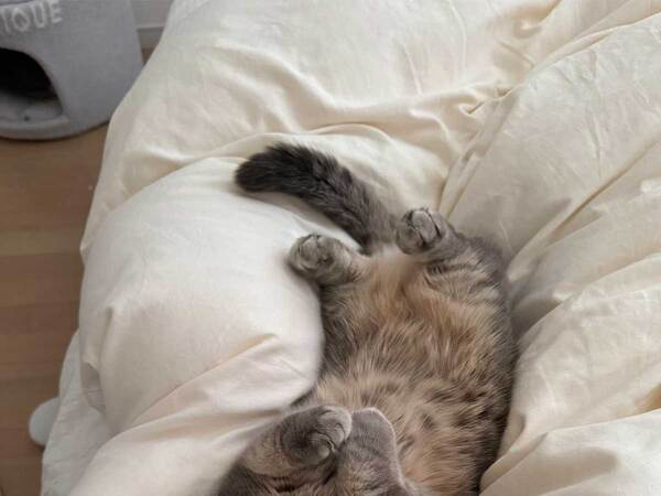 猫の１枚に「バグだろ」　７万人が『いいね』したワケが…？