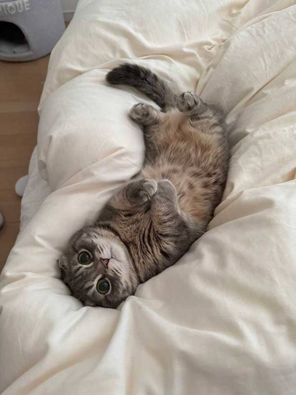 猫の１枚に「バグだろ」　７万人が『いいね』したワケが…？