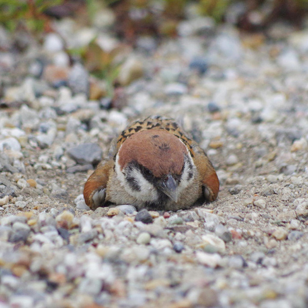 水浴びではありません！　スズメが暑い日に？「これは初めて見た」