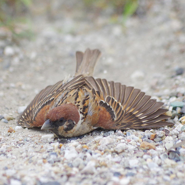 水浴びではありません！　スズメが暑い日に？「これは初めて見た」