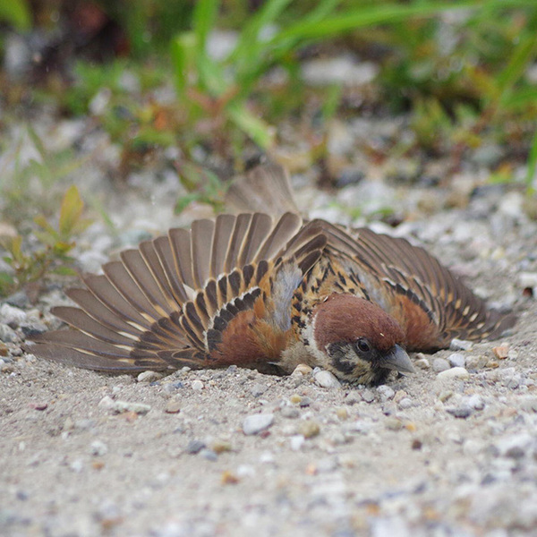 水浴びではありません！　スズメが暑い日に？「これは初めて見た」