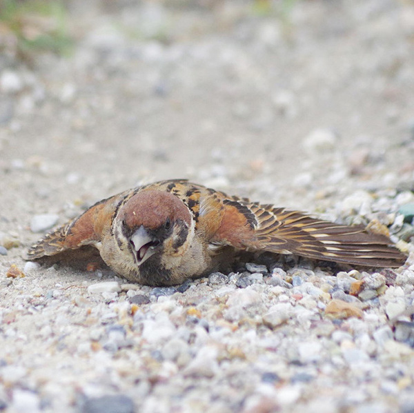 水浴びではありません！　スズメが暑い日に？「これは初めて見た」