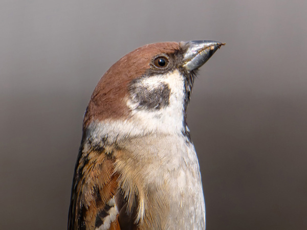 「こんな記号があったような…」　『着地寸前』のスズメが？「おったまげた！」