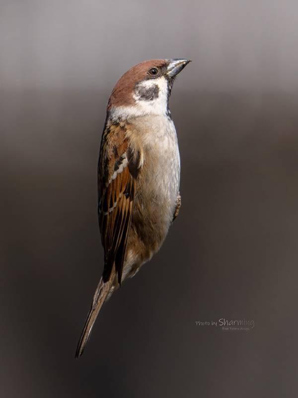 「こんな記号があったような…」　『着地寸前』のスズメが？「おったまげた！」