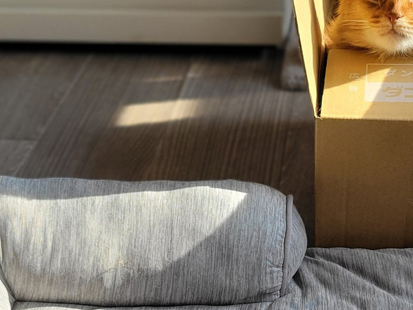 猫「そろそろ学習しましょう」　飼い主が撮った１枚に「わが家も同じ」「大事な教訓」