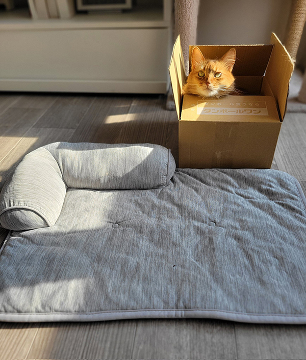 猫「そろそろ学習しましょう」　飼い主が撮った１枚に「わが家も同じ」「大事な教訓」