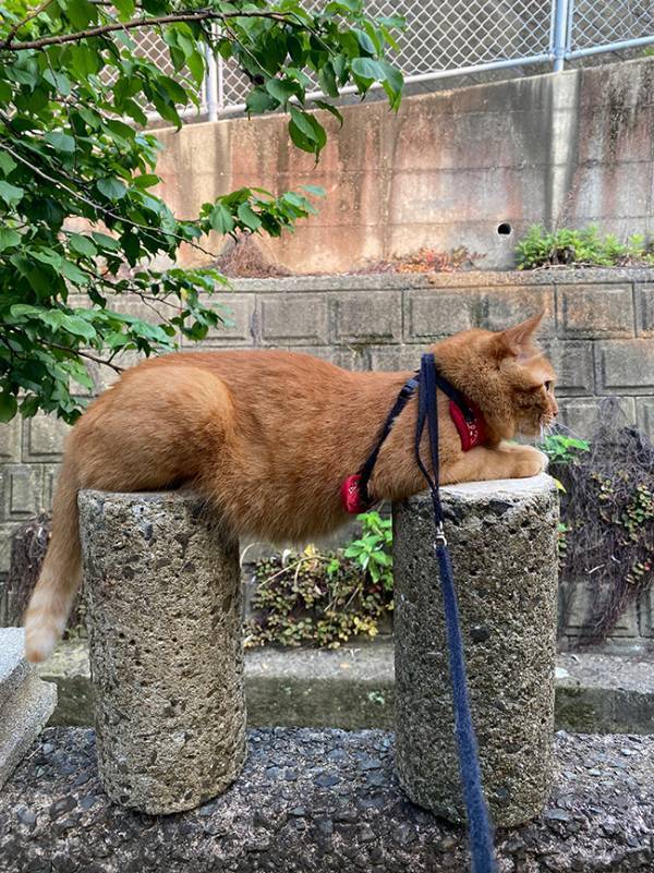 「笑いが止まらない」「我が家もやろう」　庭の石柱にのっていた正体は？