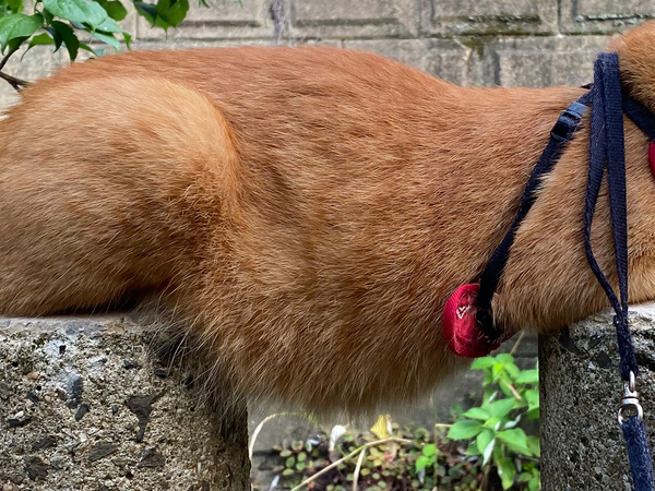 「笑いが止まらない」「我が家もやろう」　庭の石柱にのっていた正体は？