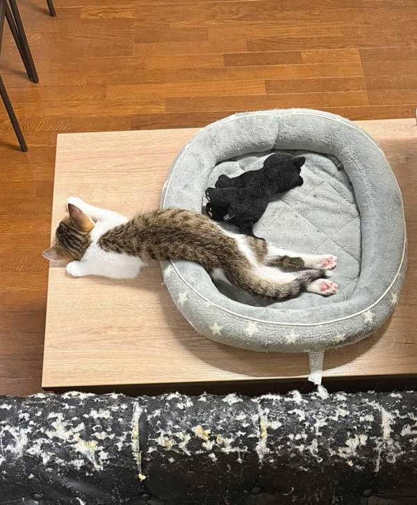 飼い主「めちゃくちゃ寝相悪いなぁ！」　子猫の姿に「笑った」「事件現場みたい」