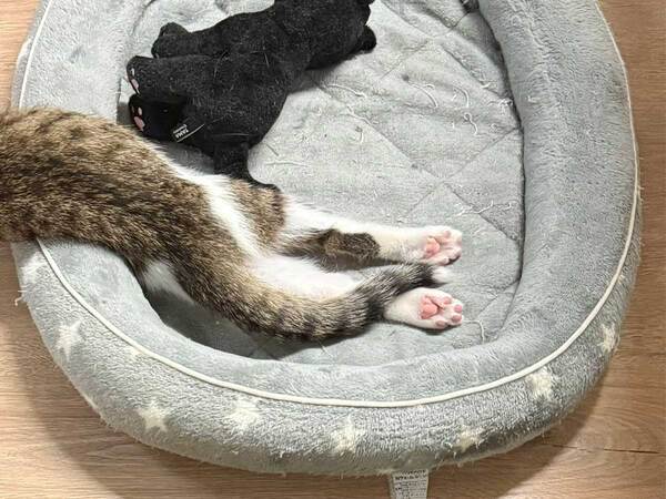 飼い主「めちゃくちゃ寝相悪いなぁ！」　子猫の姿に「笑った」「事件現場みたい」