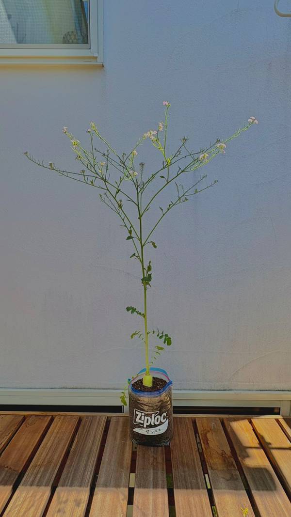 「先生、結構なお手前で」　ジップロックで育てた大根、収穫しなかった結果…