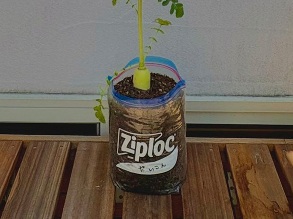 「先生、結構なお手前で」　ジップロックで育てた大根、収穫しなかった結果…